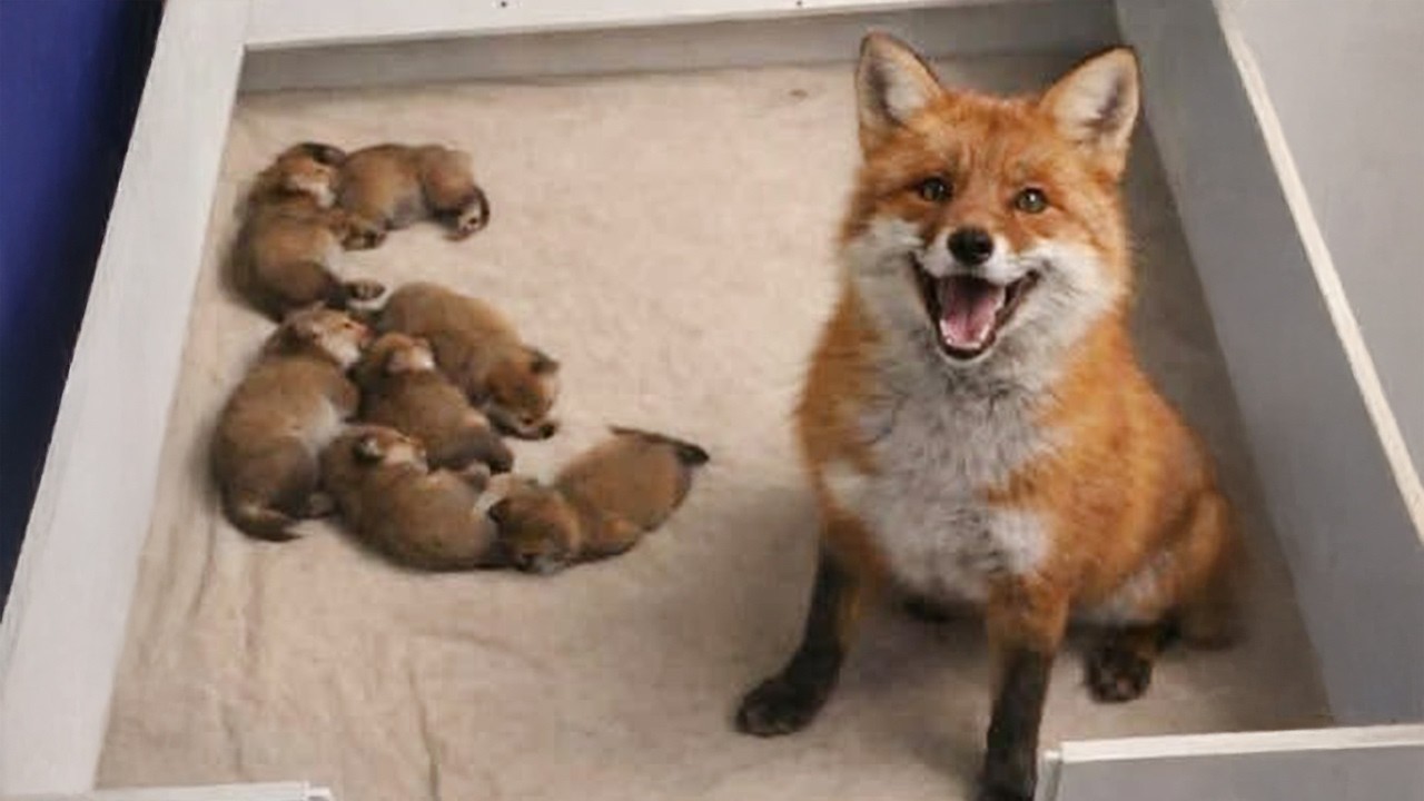 When Mama Animals Proudly Show Off Their Babies 💖