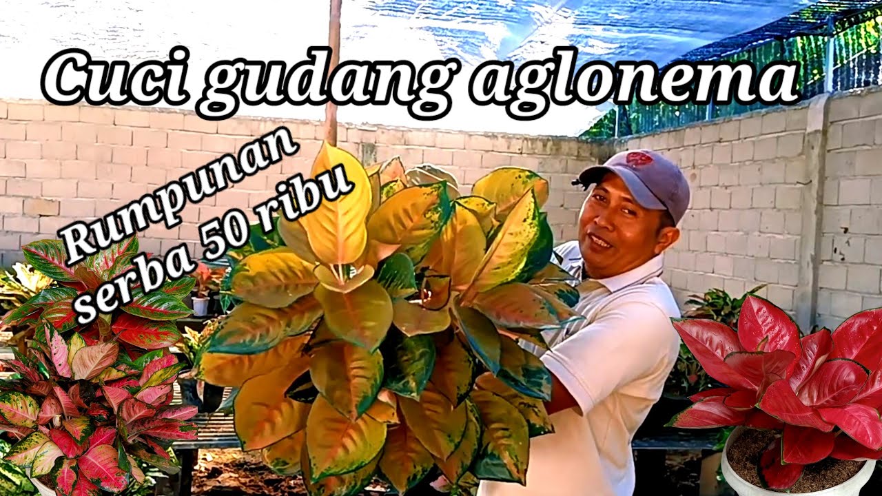 Cuci gudang di obral aglonema rumpunan serba 50 ribu
