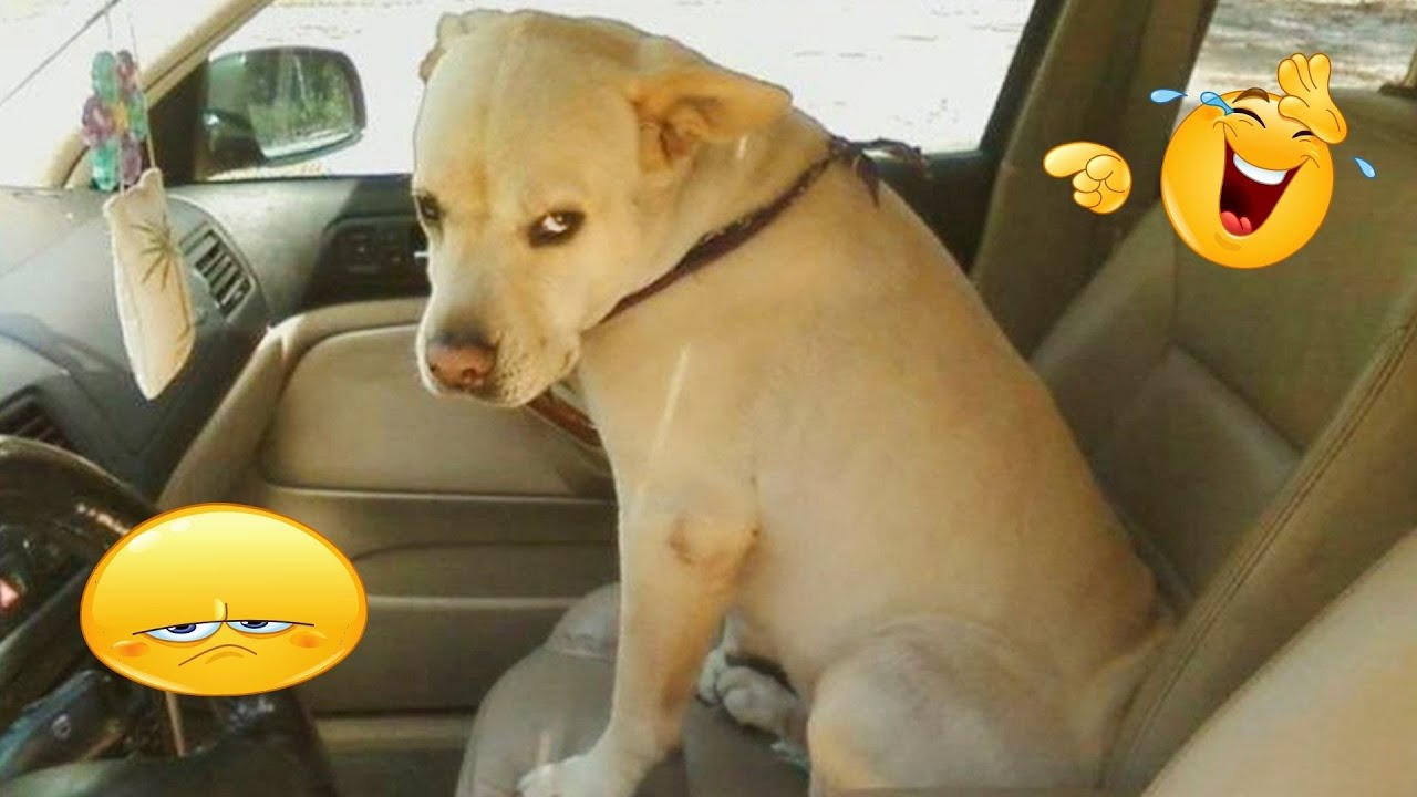 These Dog Videos of the Year Will Make You Laugh Way Too Hard 😂🐶