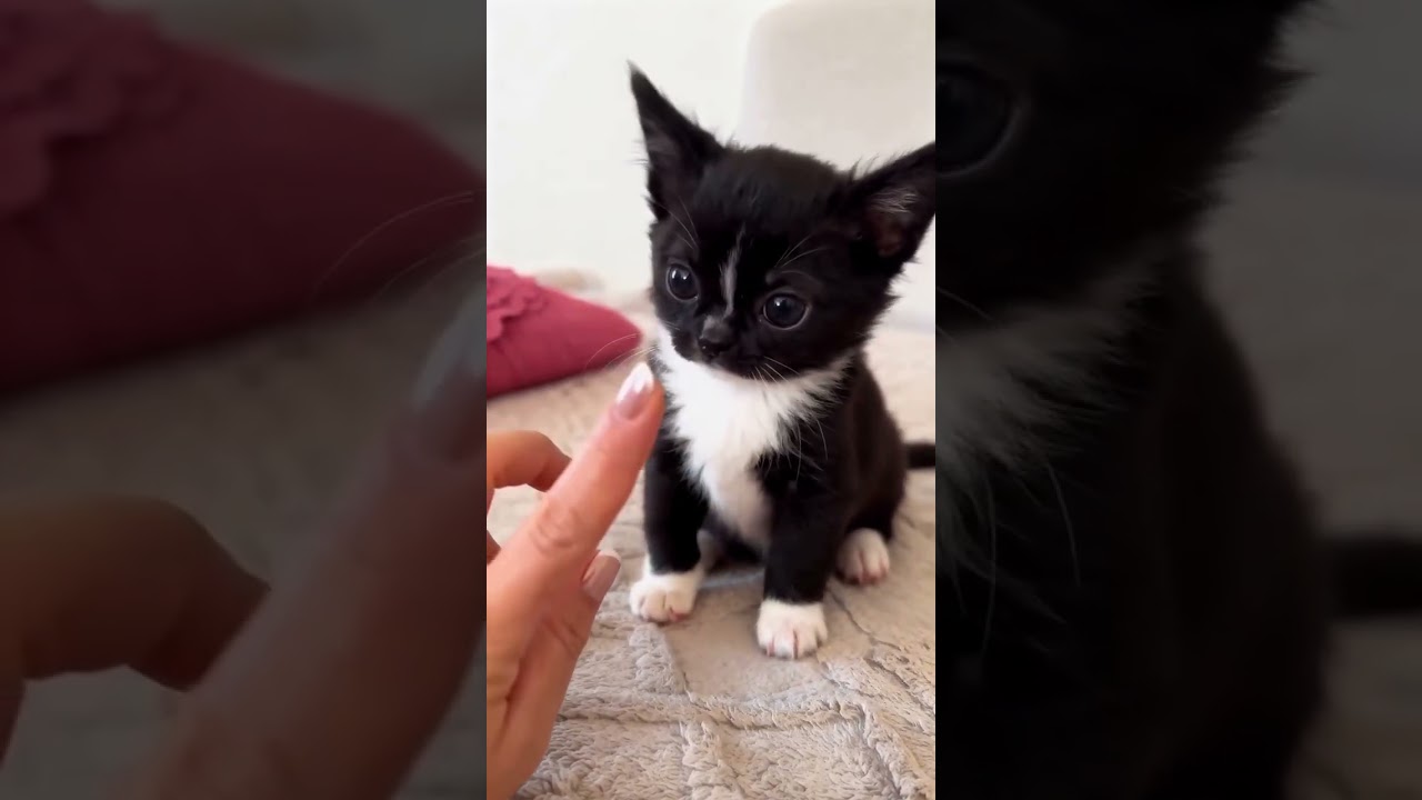 Is this even a real kitten or a tiny animated bean with eyes too big for his own face? 🥹🖤
He