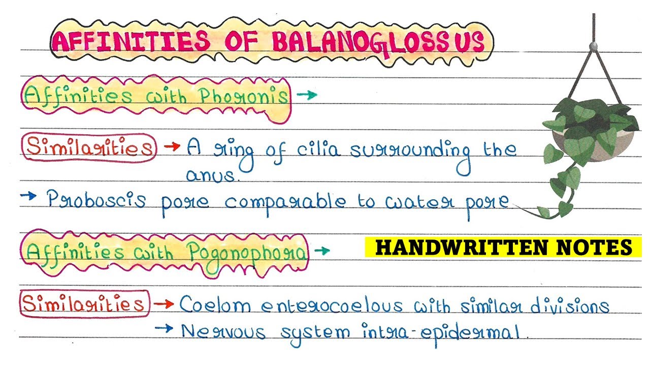 Affinities of Balanoglossus