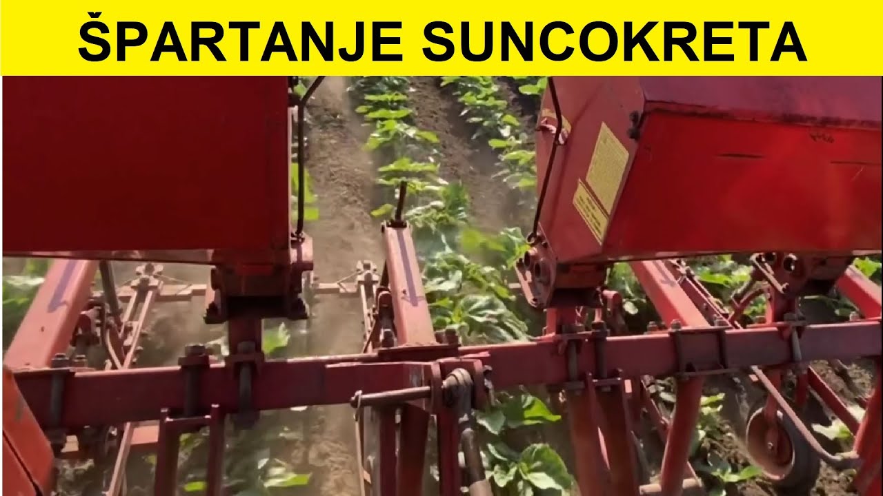 Špartanje suncokreta IMT 542 i IMT špartač 4R