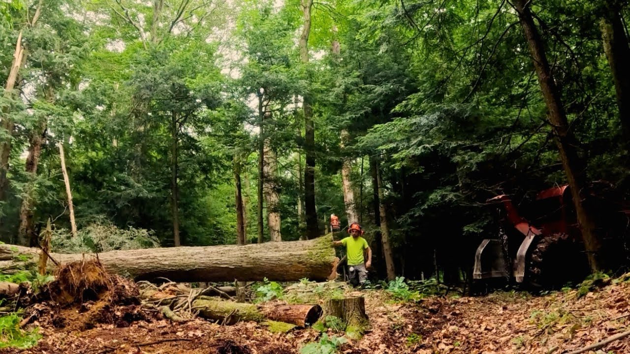 Felling massive hardwood!
