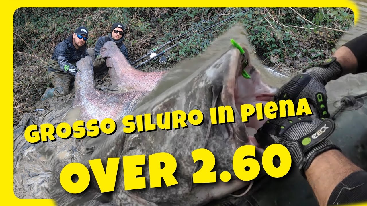 Pesce Siluro RECORD da 2,60 m over 100 kg