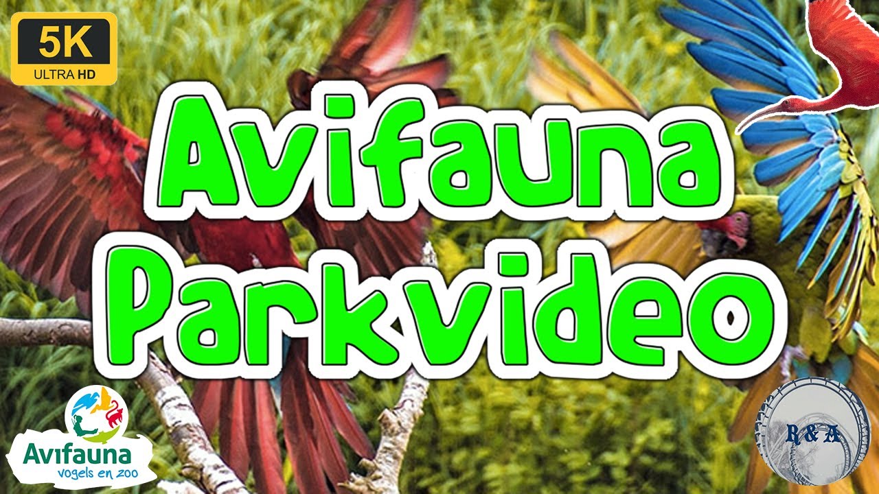 Avifauna Parkvideo 5K 60fps