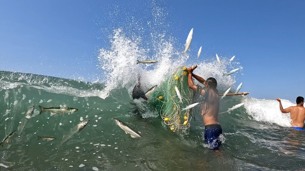 Increíble como estos hombres Pescan con Red de Arrastre Chinchorro