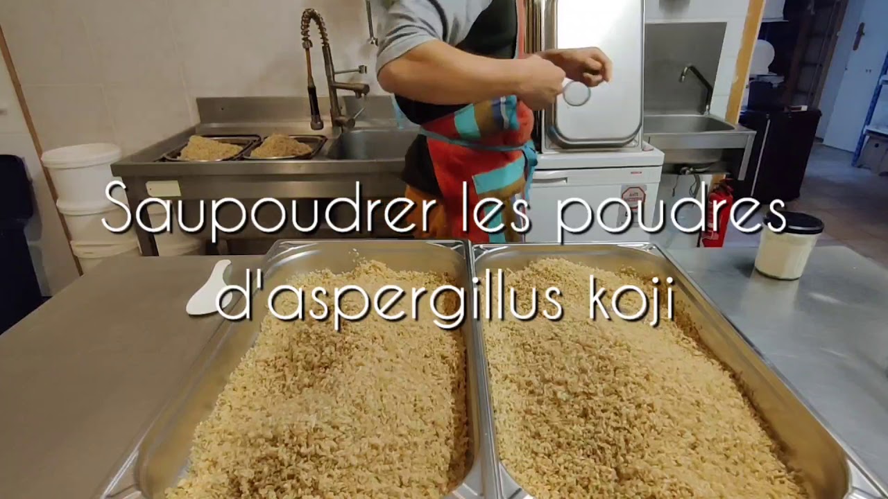 Recette de fabrication de Koji en France / How to make Koji / Koji maker SANGA