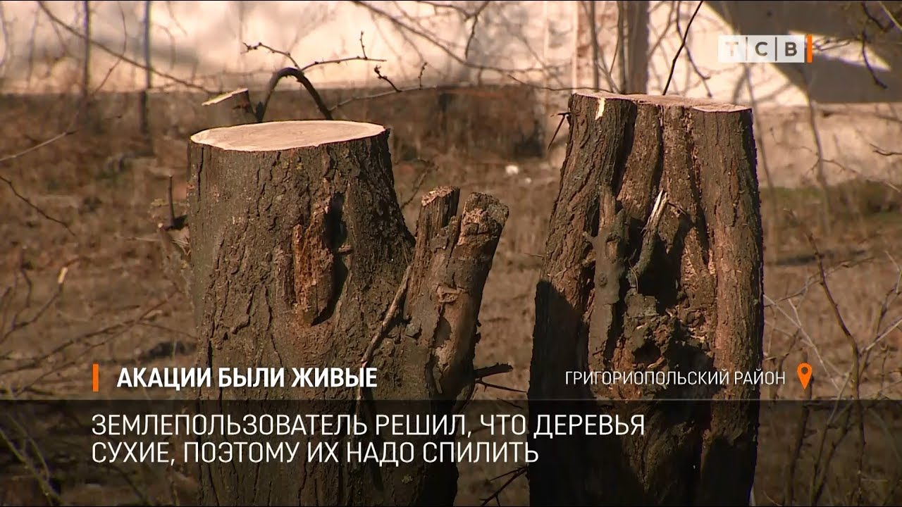 Акации были живые