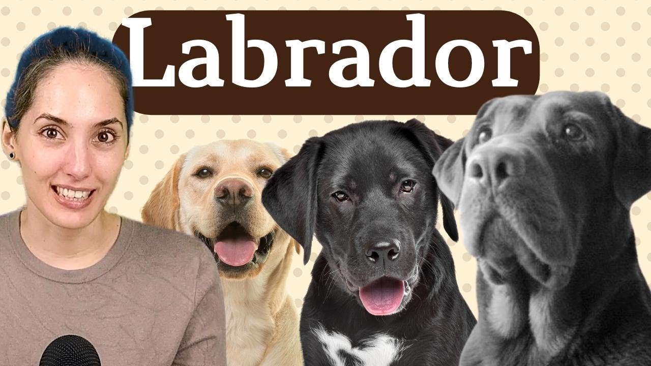 🔷​Labrador Retriever🔷​Un perro pescador