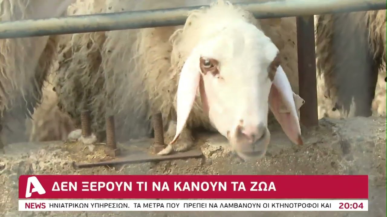 Εκτός ελέγχου και νέα κρούσματα αφθώδους πυρετού | AlphaNews Live