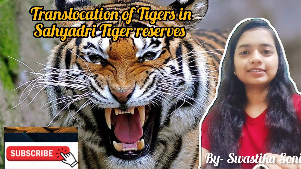 Translocation of Tigers in Sahyadri Tiger reserves 📍 #trendingshorts#tigers#projecttiger#viral