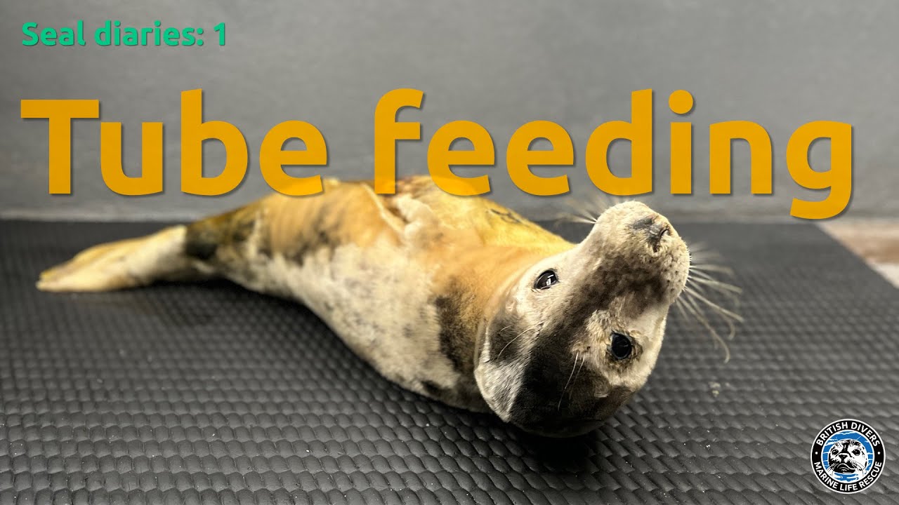 Seal diaries - tube feeding