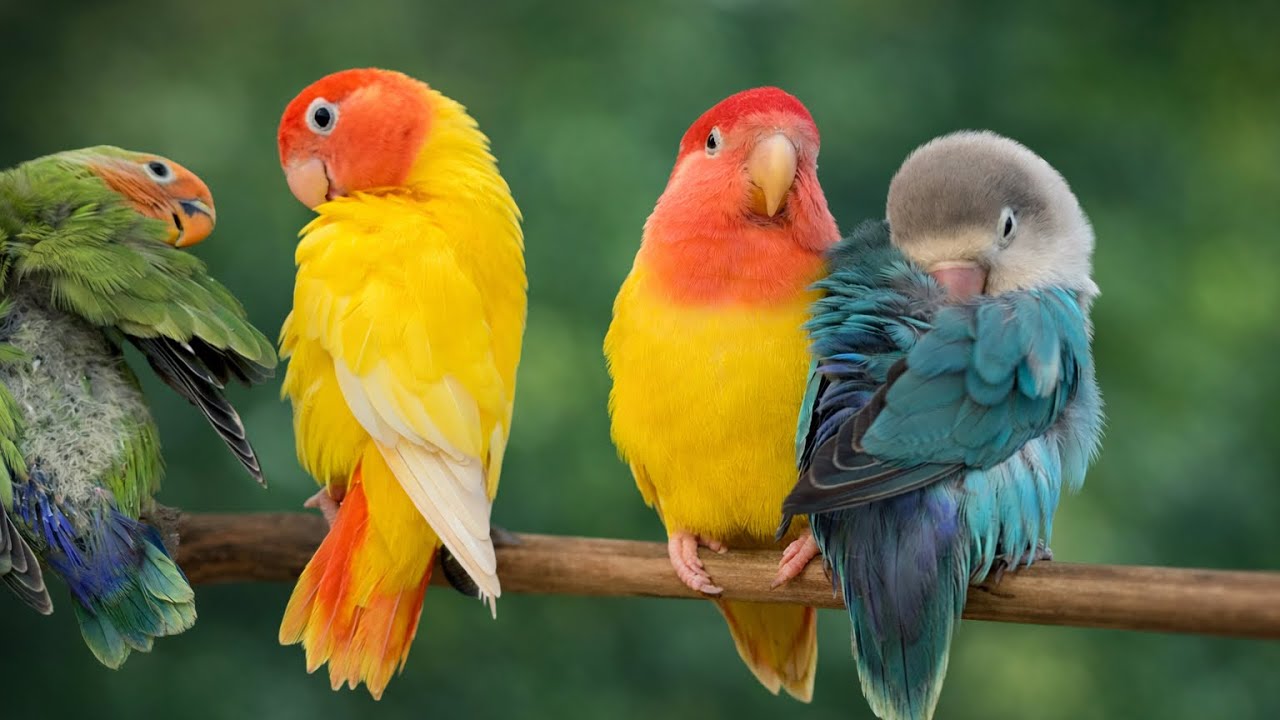 Lovebirds agapornis sounds
