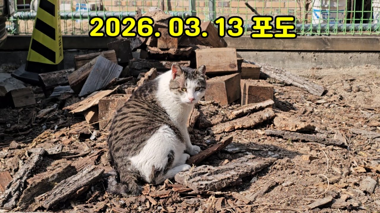 2026. 03. 13  포도..