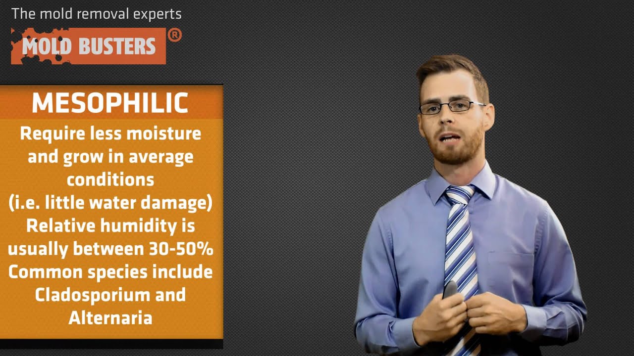 About Mold: Mold Facts
