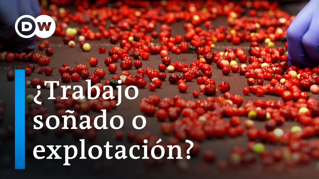 Recolectores de bayas tailandeses en Suecia | DW Documental