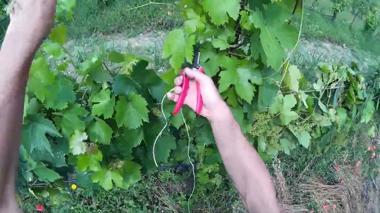 Manutenzione Vigneto spollonatura scacchiatura potatura verde estiva dopo legatura vite MGN 140623