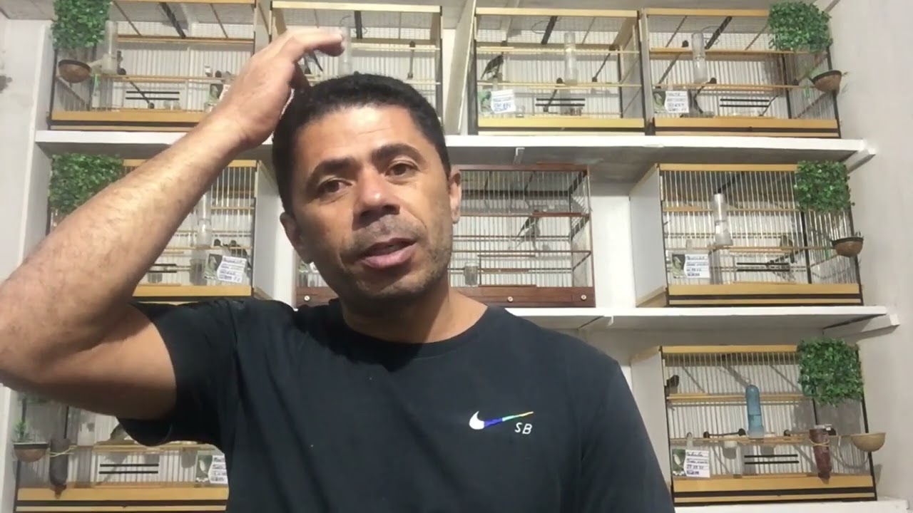 Sua femea bota mas não choca ou poe fora do ninho oque fazer???