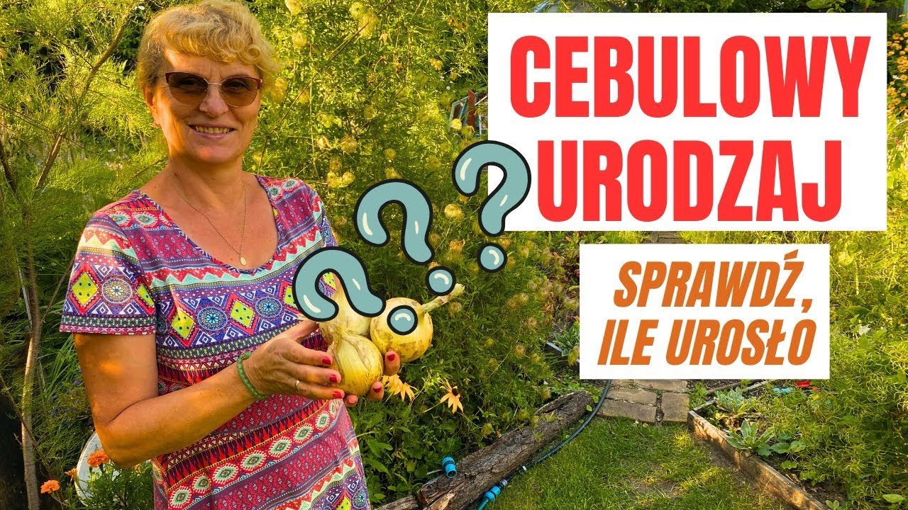 Zbiór i przechowywanie cebuli; mój sprawdzony sposób 