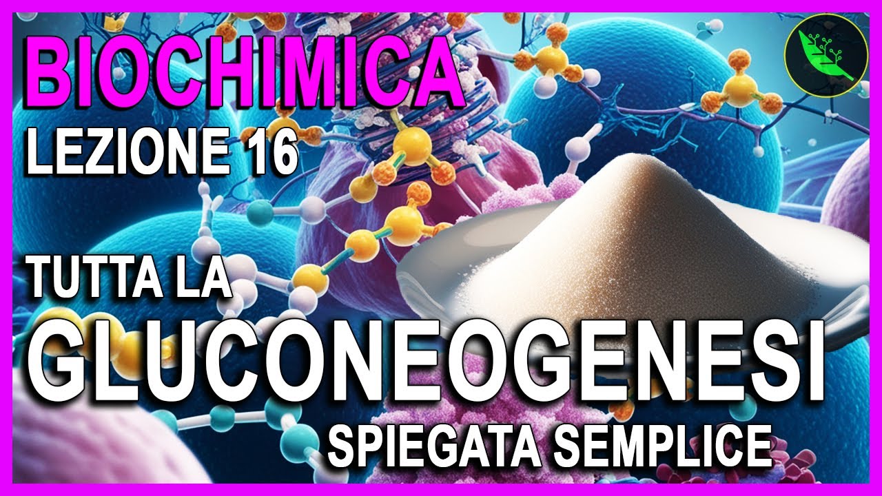 La GLUCONEOGENESI spiegata semplice -Biochimica Lezione 16