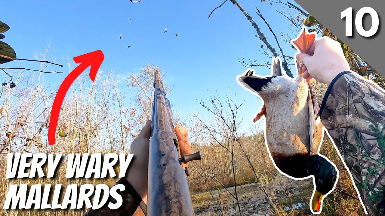 Duck Hunting 2021 | North Carolina Opening Day (Public Land)
