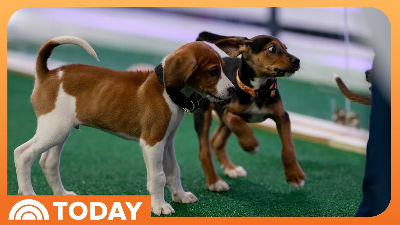Keep your pets healthy and safe this spring with these expert tips