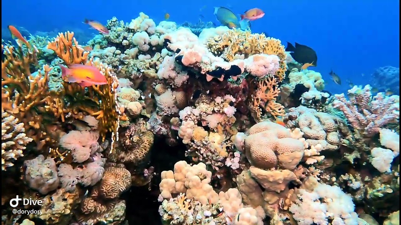 Egipt, liveaboard 