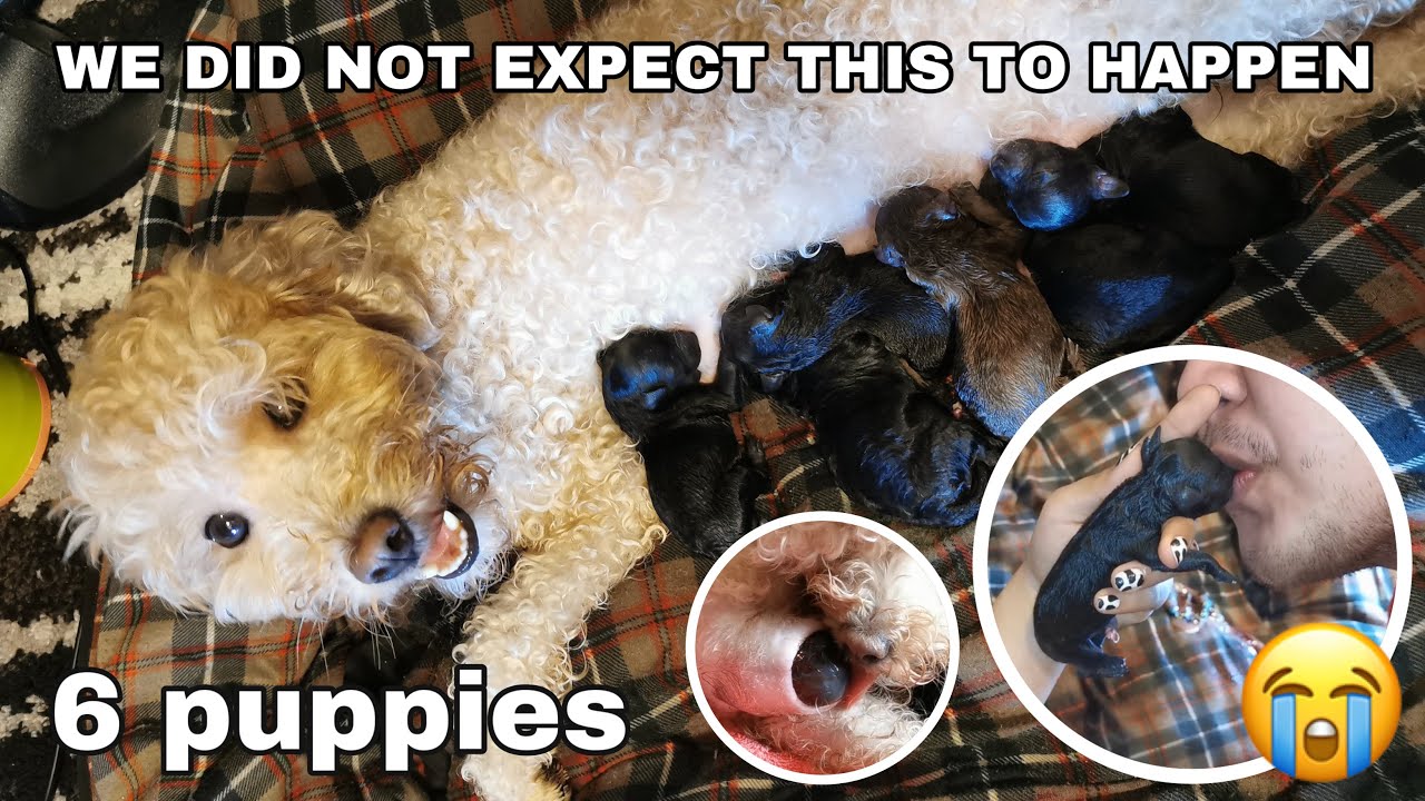 Part 2: Toy Poodle Giving Birth to 6 Puppies! With steps & tips!