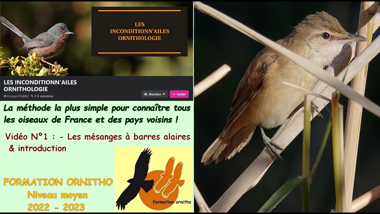 Oiseaux de France 25 : rousserolles et phragmites avec la Formation Ornitho