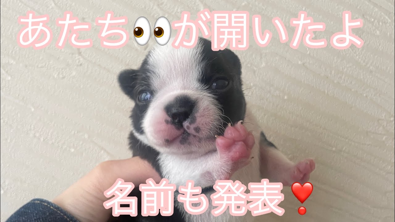 【ボストンテリアVlog】大きな成長👀❤️おチビちゃんのお名前も決定しました！！