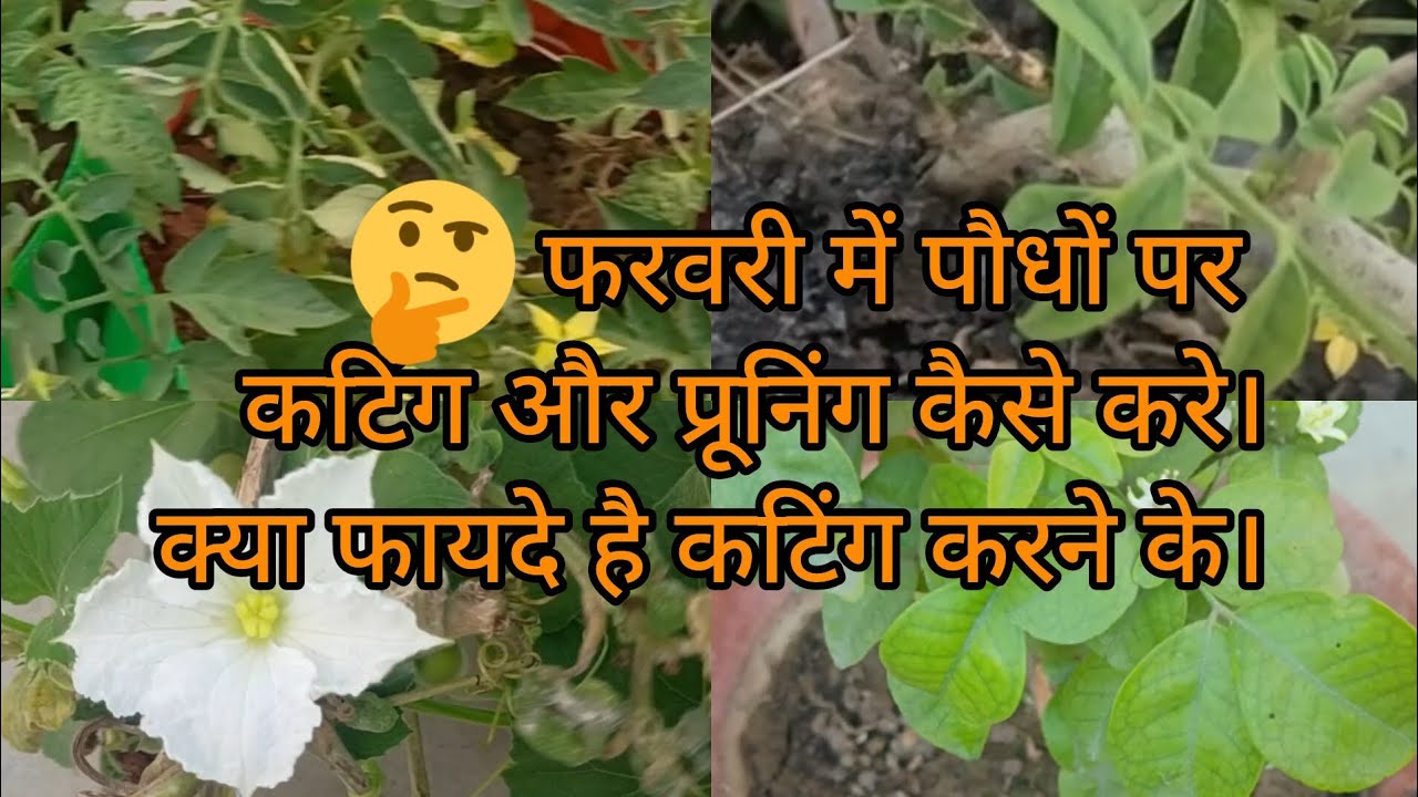 फ़रवरी में पौधों पर कटिंग करने के क्या फायदे है।