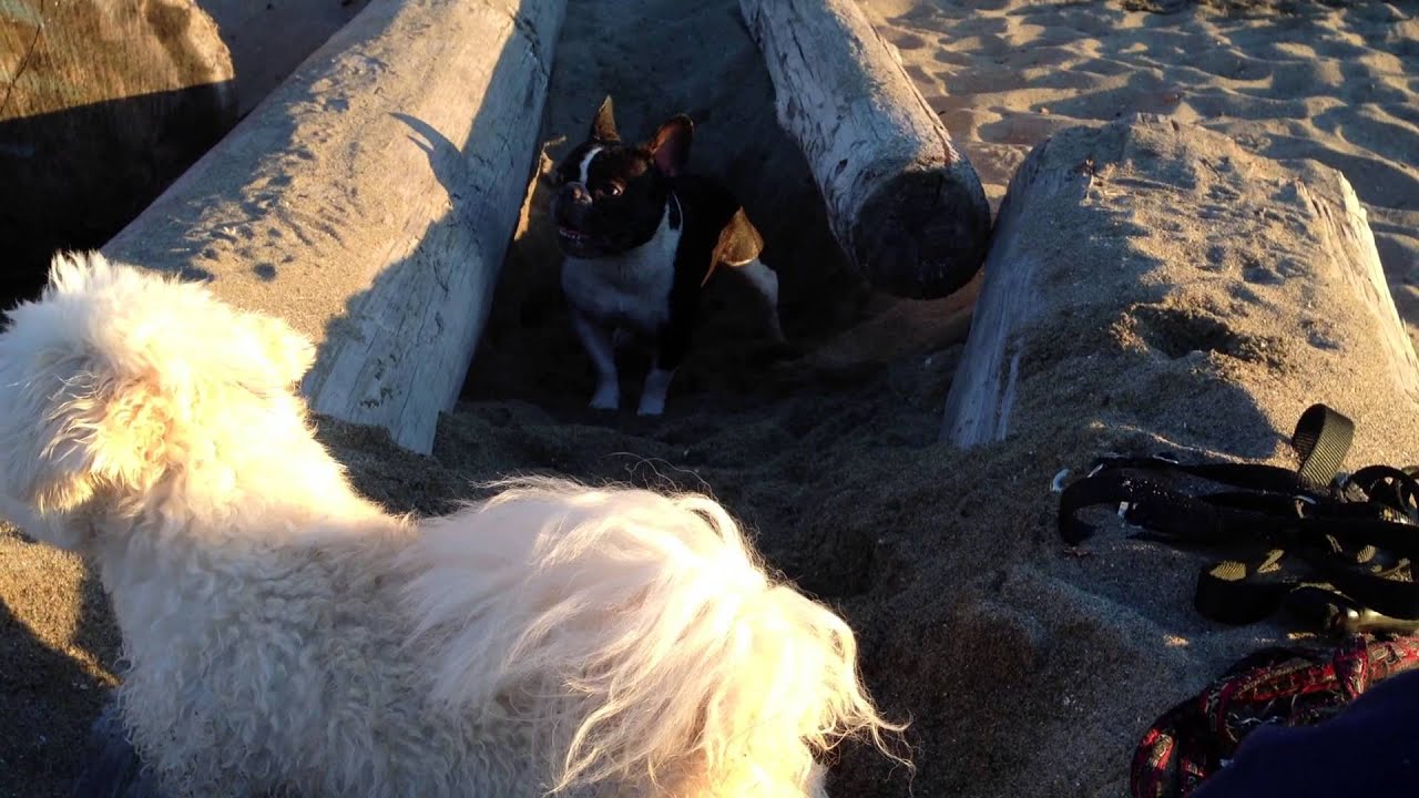 French Bulldog vs Maltese/Bichon Beach Playfight