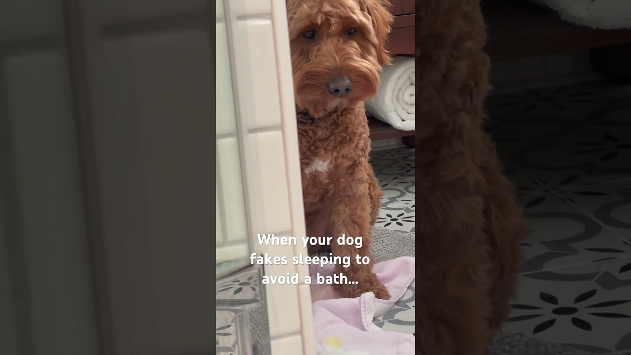 When your dog fake sleeps to get out of a bath!
