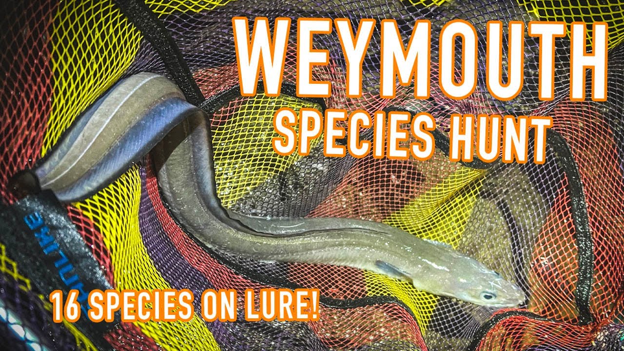 Weymouth Species Hunting - LRF Road Trip Part 3