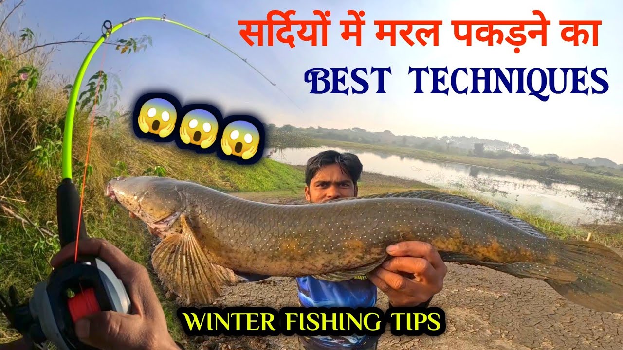 सर्दियों में मरल मछली का शिकार||Best Snakehead Murrel Fishing Tips||Winter fishing tips||Fishing Rod