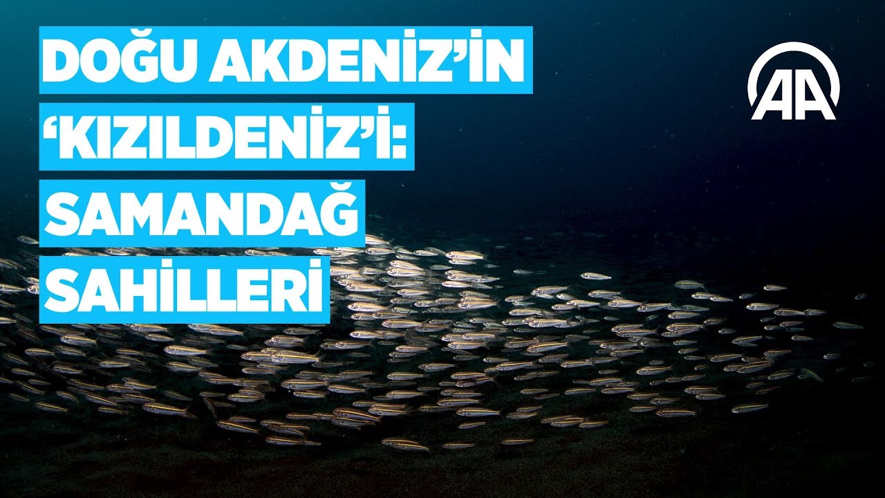 Doğu Akdeniz'in Kızıldenizi Samandağ Sahilleri