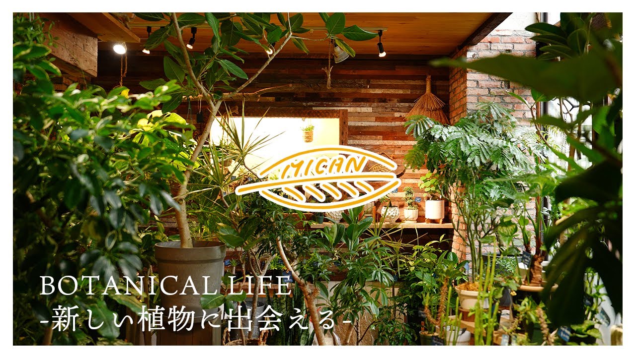 【観葉植物】門前仲町にあるグリーンショップ「MICAN」｜ミカン｜東京｜豊洲｜門前仲町