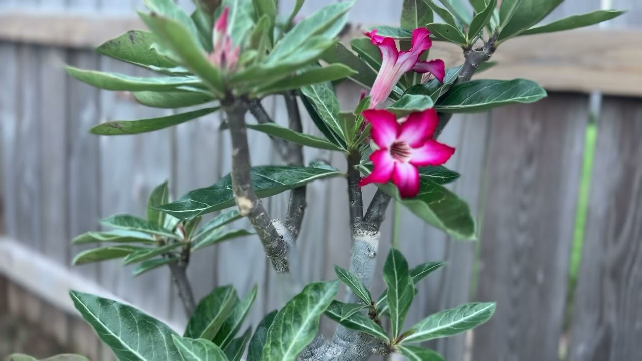 Adenium multiflorum