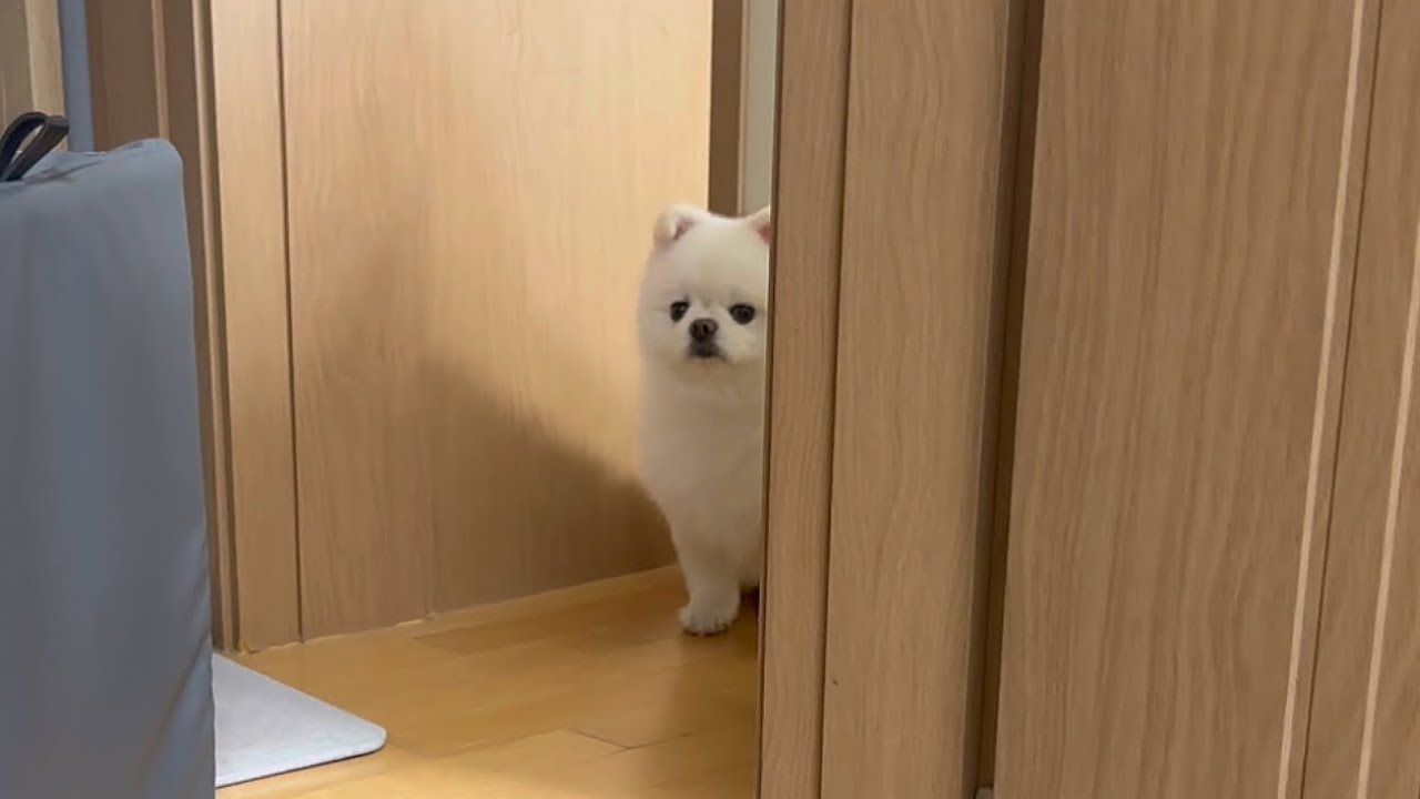 형아 정장에 오줌 갈기고 슬슬 눈치 보는 애..