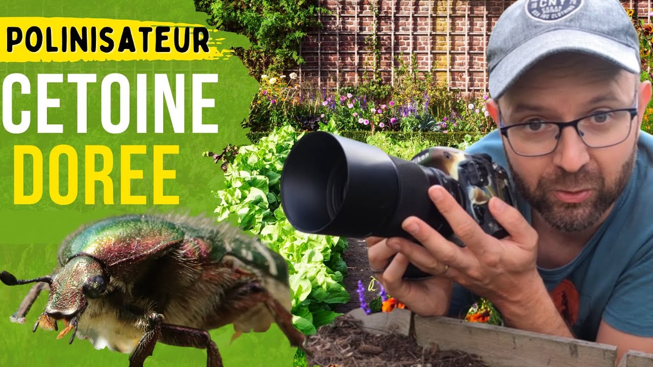UTILE au POTAGER! : La Cétoine Dorée #insecte #potager