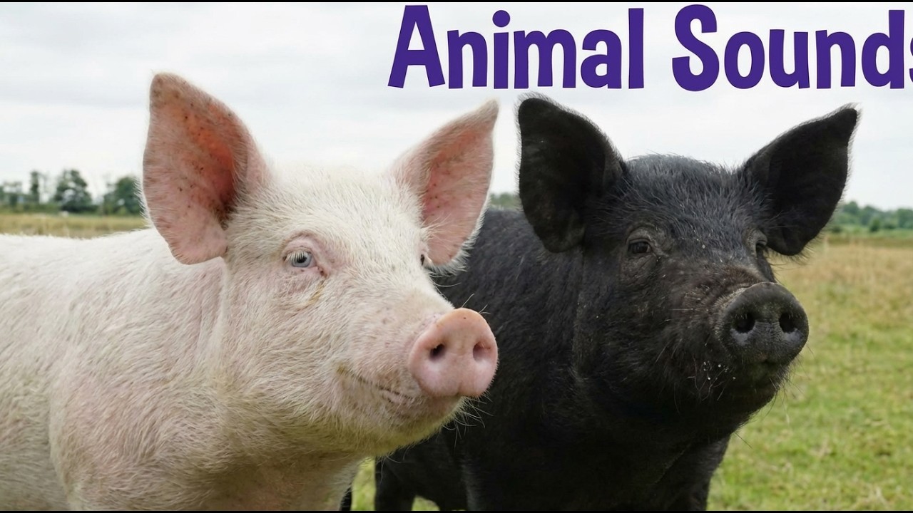 Animal Sounds for Kids | Learn Animal Names & Sounds