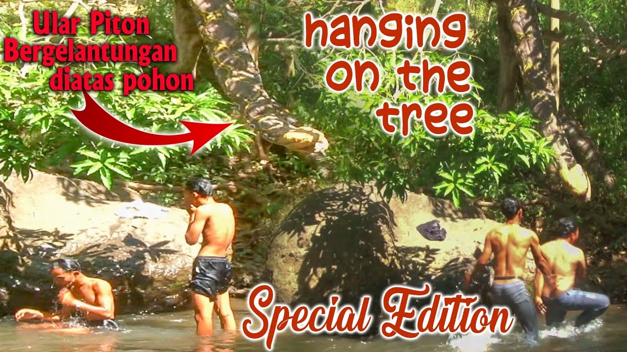 Prank Ular Piton Raksasa bergelantungan di pohon || Snake prank, Giant Python hanging on a big tree