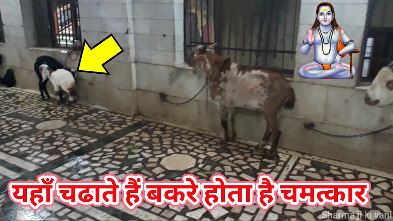बाबा बालक नाथ मंदिर में बकरा क्यूं चढाया जाता है | बाबा बालक नाथ और गोरखनाथ कथा