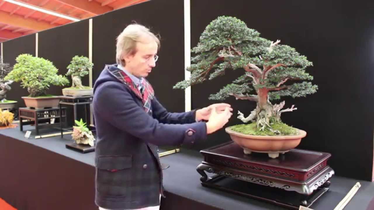 Taxus Baccata Bonsai