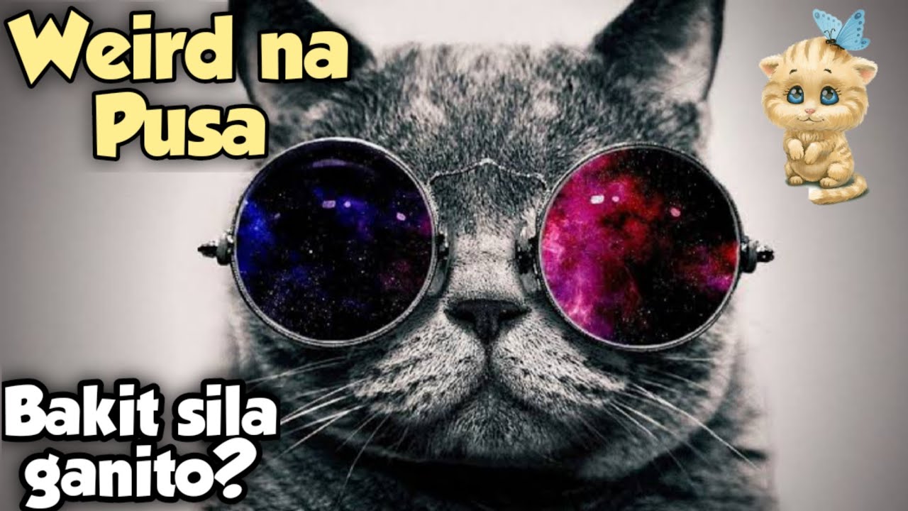 ALAMIN! Mga weird na bagay tungkol sa mga Pusa | Paano alagaan ang Pusa