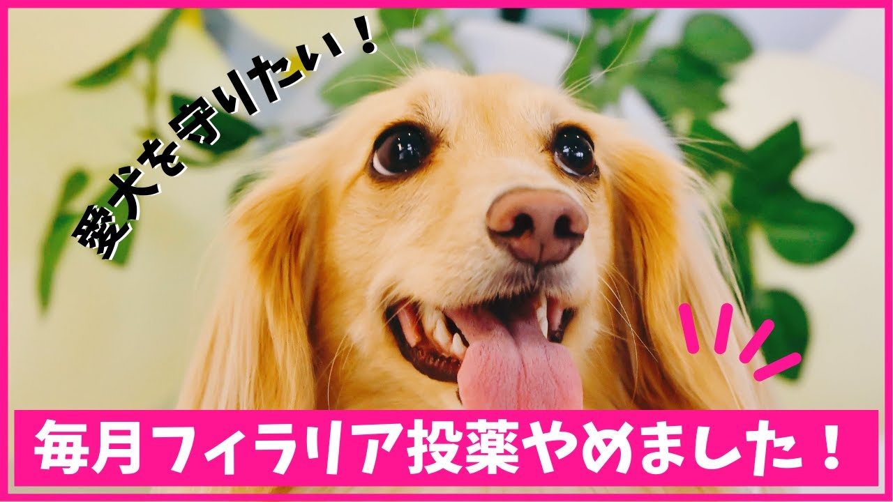 フィラリア薬を毎月飲ませるのやめました！