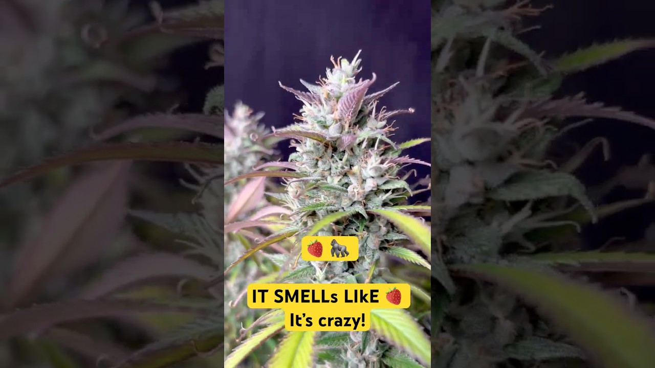 IT SMELLS LIKE STRAWBERRY! Strawberry gorilla!