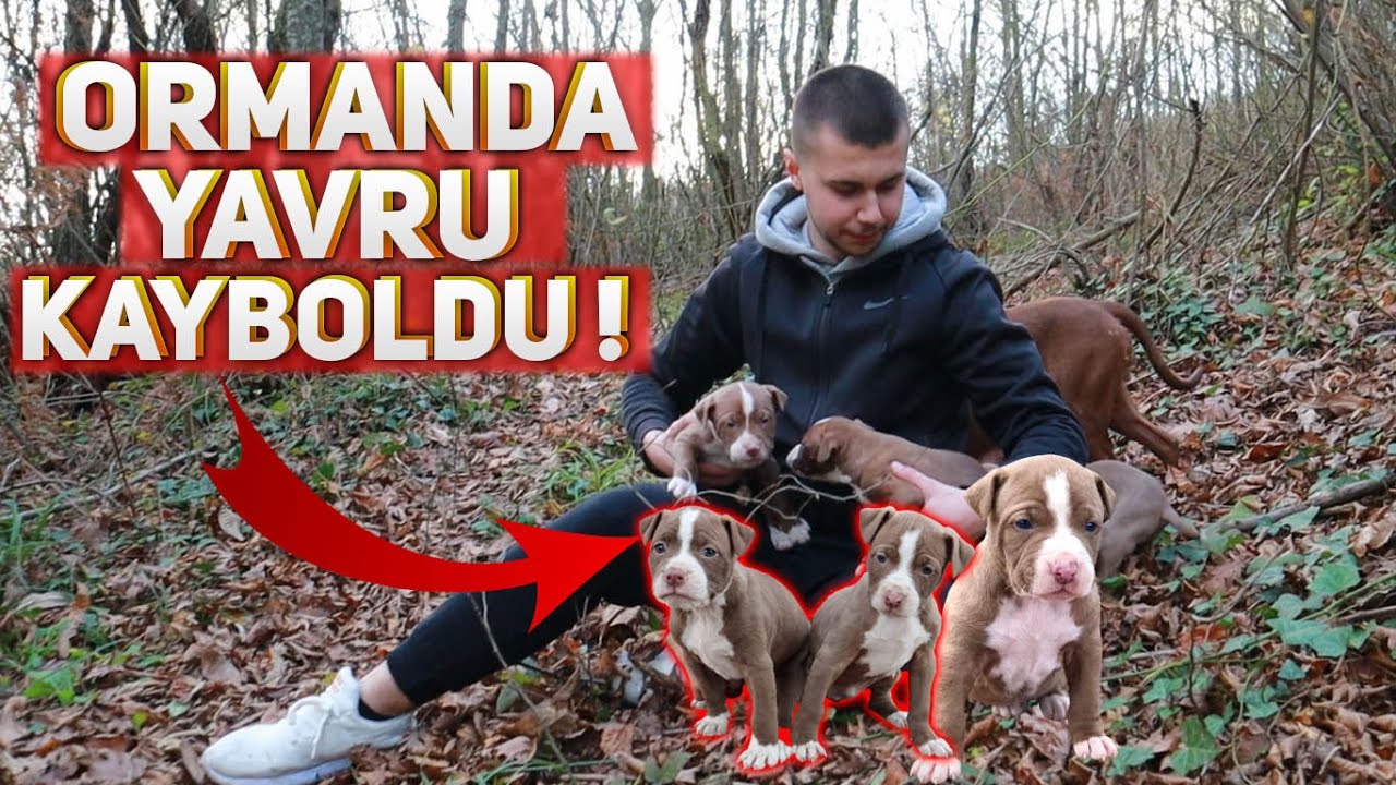 PİTBULL YAVRUSU ORMANDA KAYBOLDU !!