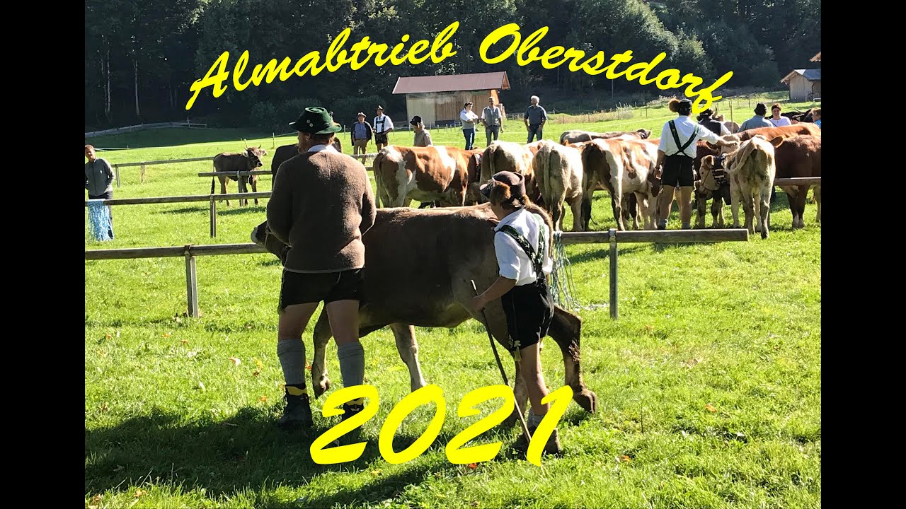 Almabtrieb Oberstdorf 2021 mit Drone