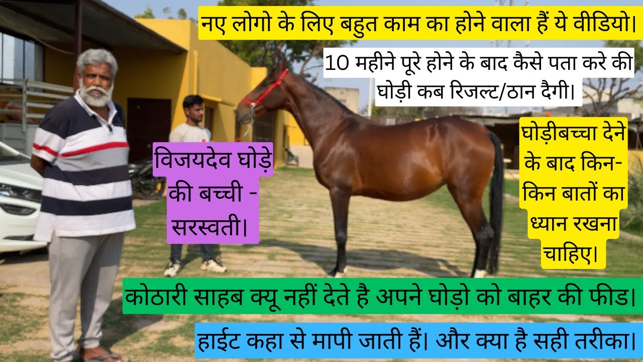 नए अश्व पालको के लिए बहुत काम का होने वाला है ये वीडियो।घोड़ी रिजल्ट देने से पहले और बाद की जानकारी।